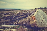 deforestation-arbre-foret-bois.jpg